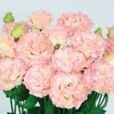 -Lisianthus Voyage 2 Light Pink-