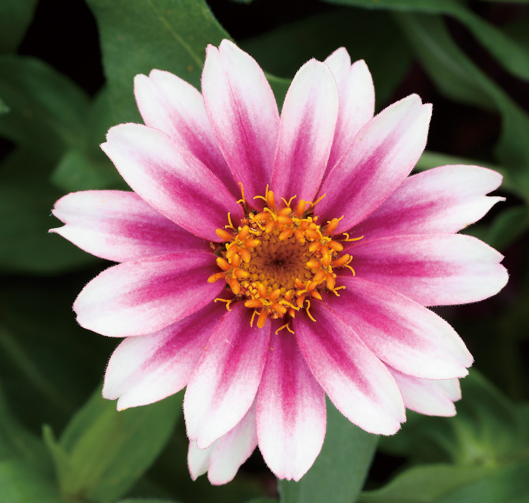 Cherry Bicolor