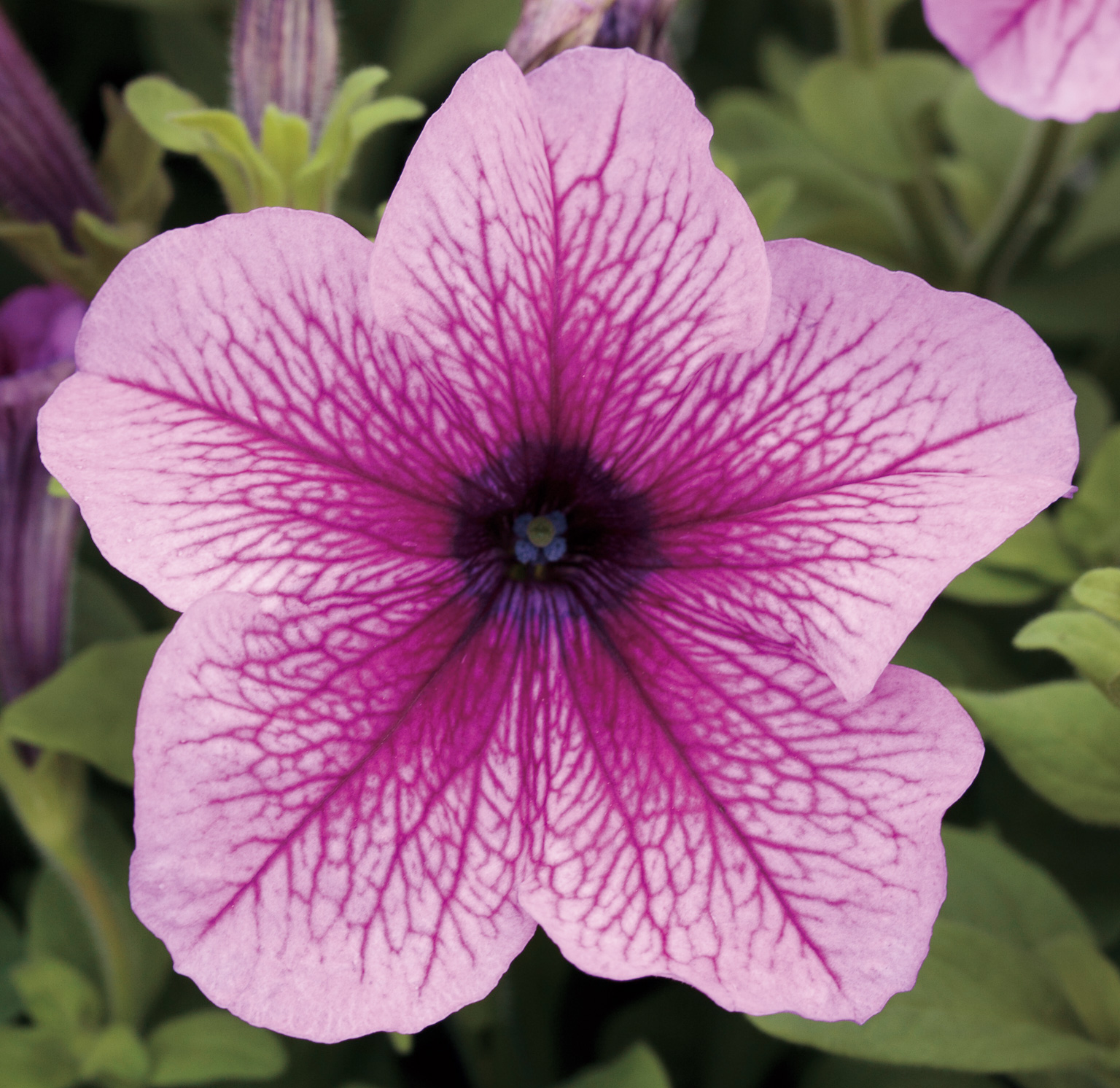 PETUNIA EAGLE | SAKATA ORNAMENTALS ASIA