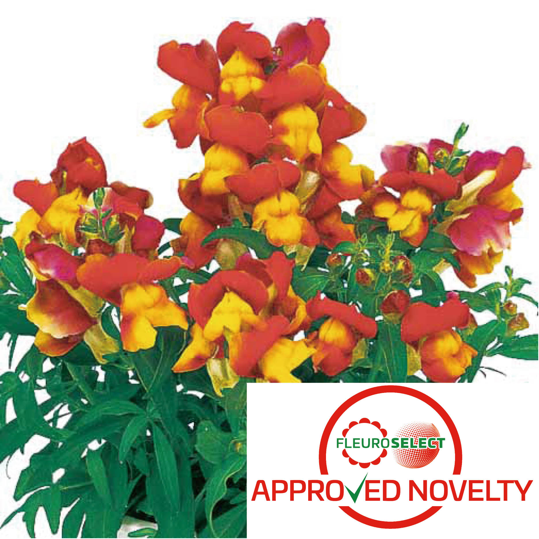 Apricot Bicolor