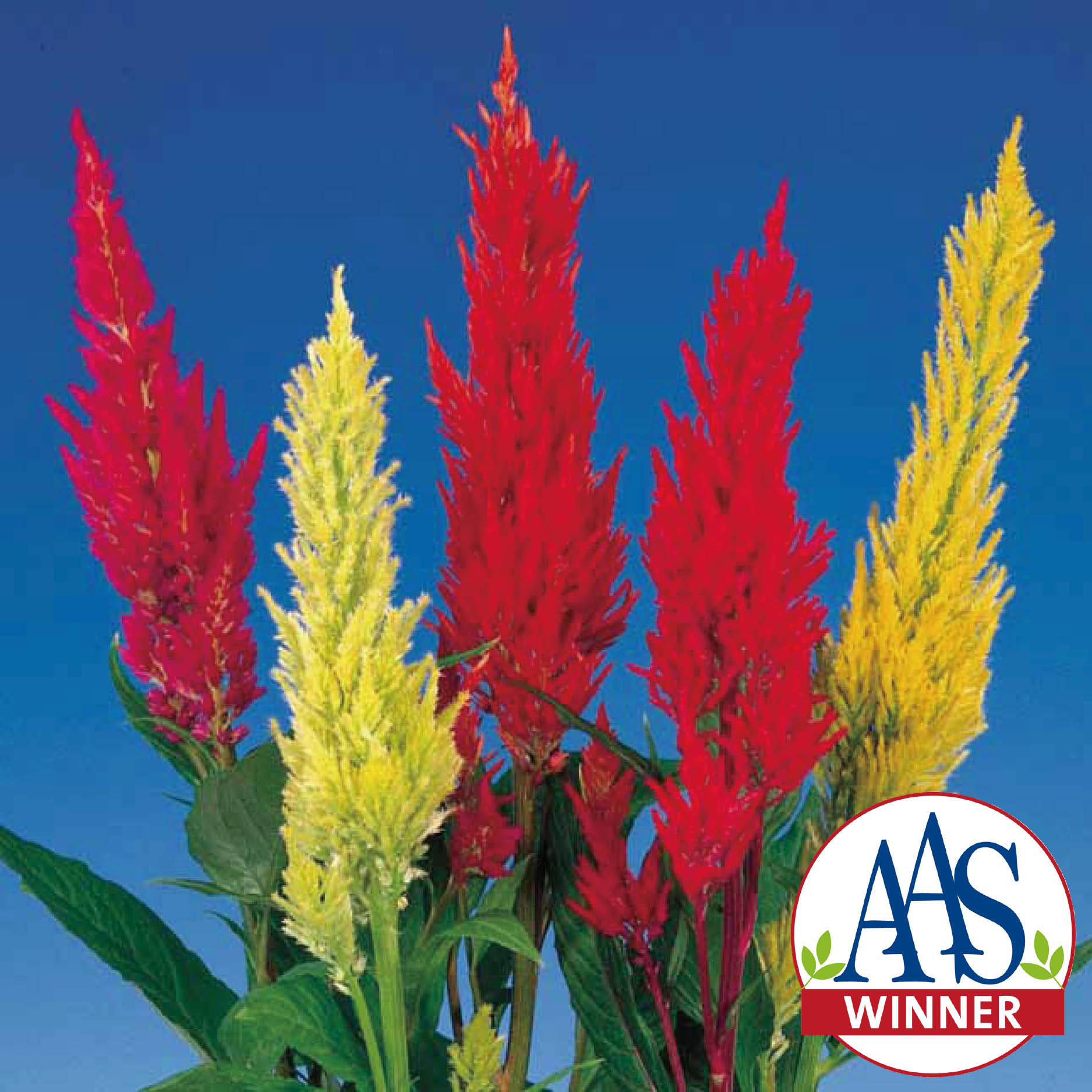 CELOSIA CENTURY | SAKATA ORNAMENTALS ASIA