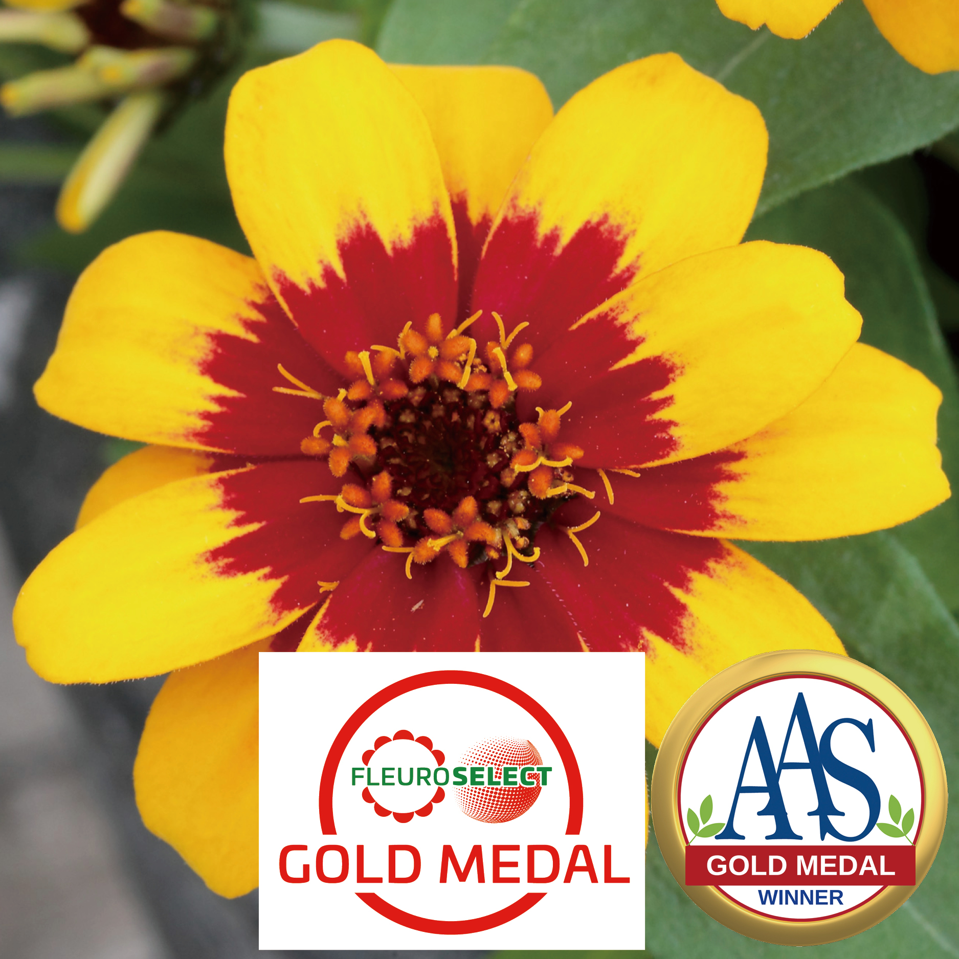 Red Yellow Bicolor