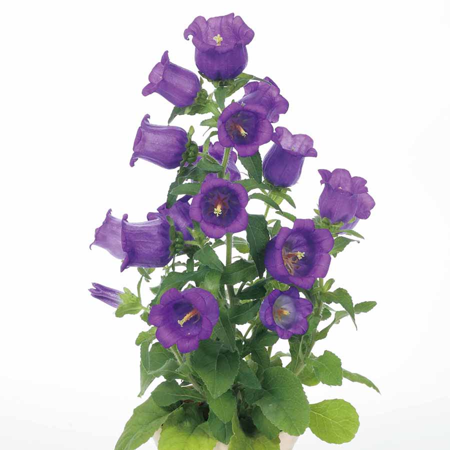 CAMPANULA APPEAL | SAKATA ORNAMENTALS ASIA