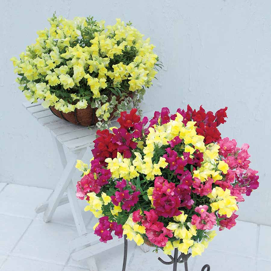 ANTIRRHINUM CANDY SHOWERS | SAKATA ORNAMENTALS ASIA