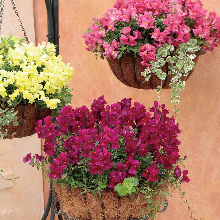 ANTIRRHINUM CANDY SHOWERS | SAKATA ORNAMENTALS ASIA