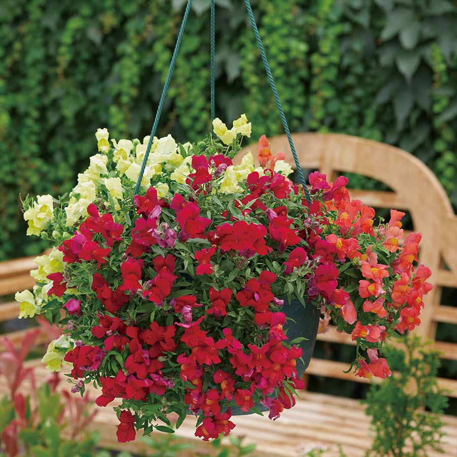 Antirrhinum Candy Showers 