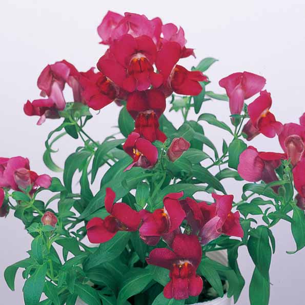 ANTIRRHINUM FLORAL SHOWERS | SAKATA ORNAMENTALS ASIA