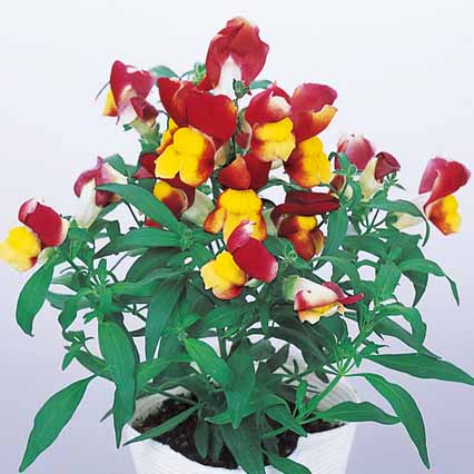 Red ＆ Yellow Bicolor