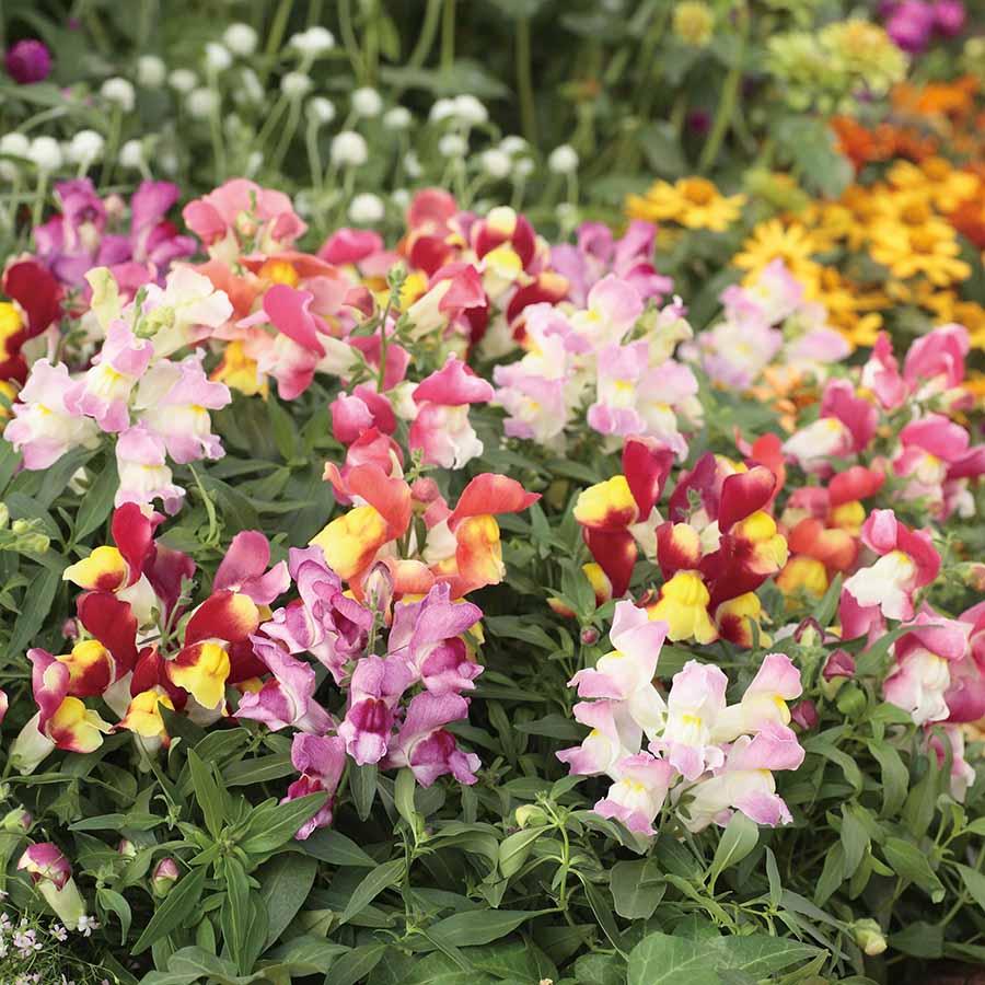 Bicolor Mix
