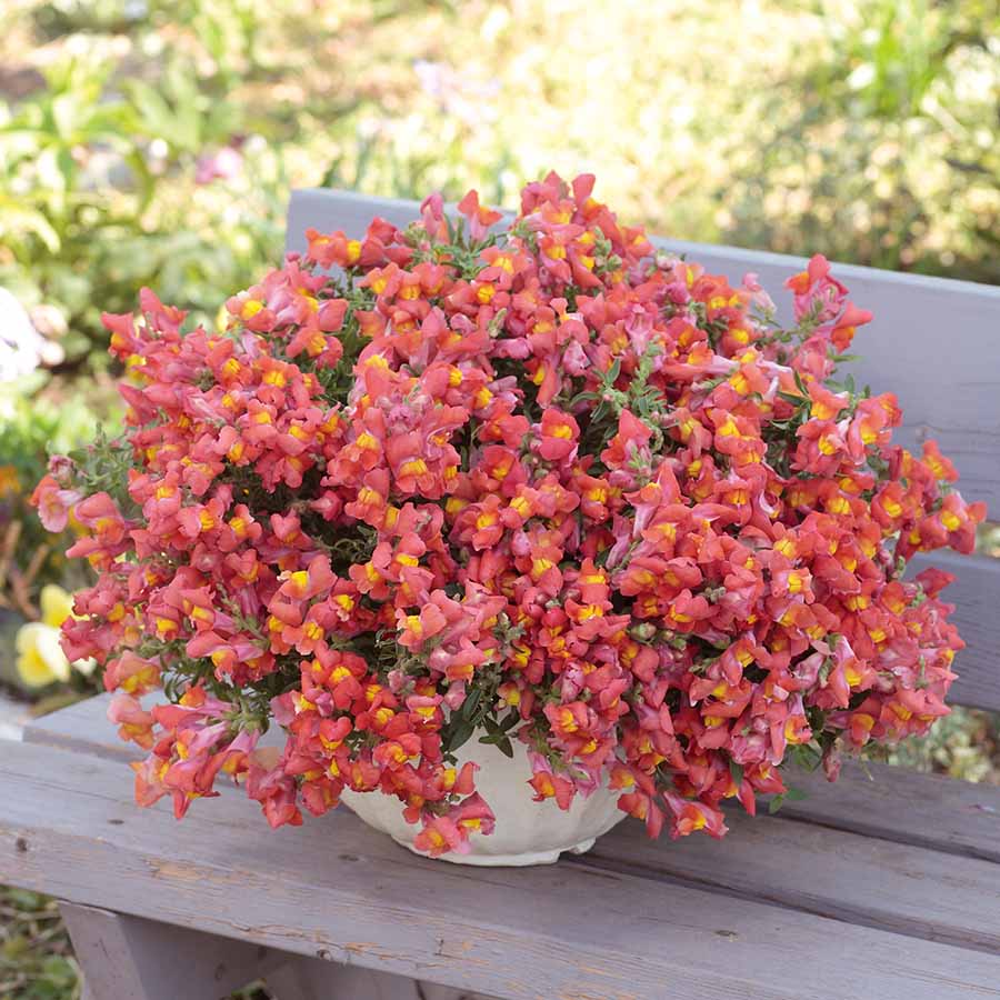 ANTIRRHINUM CANDY SHOWERS | SAKATA ORNAMENTALS ASIA