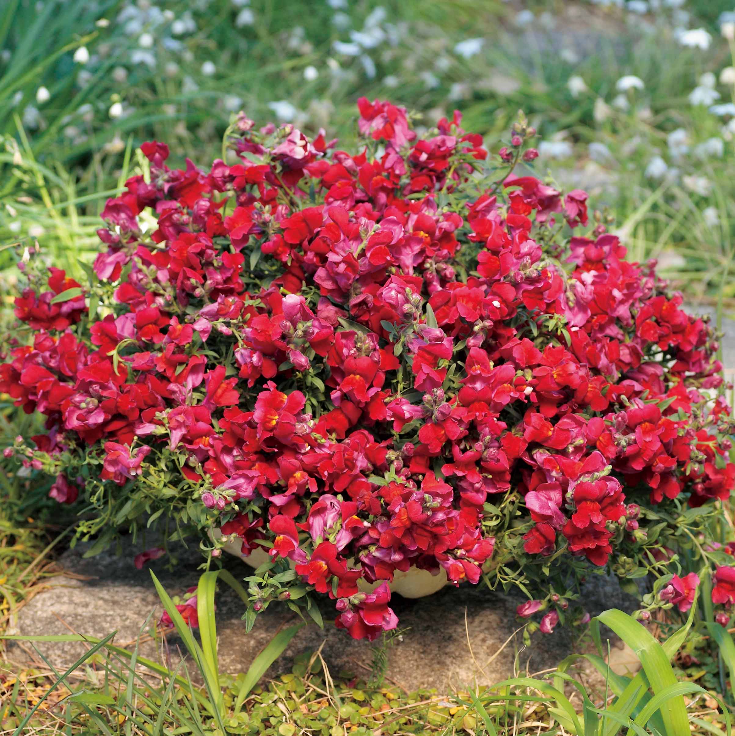 ANTIRRHINUM CANDY SHOWERS | SAKATA ORNAMENTALS ASIA