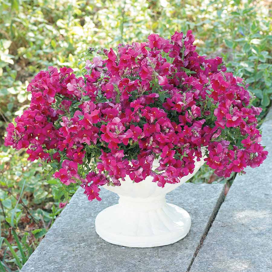 ANTIRRHINUM CANDY SHOWERS | SAKATA ORNAMENTALS ASIA