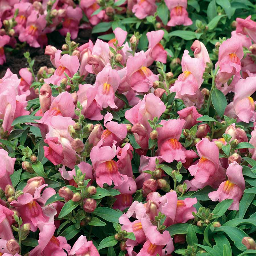 ANTIRRHINUM CANDY SHOWERS | SAKATA ORNAMENTALS ASIA