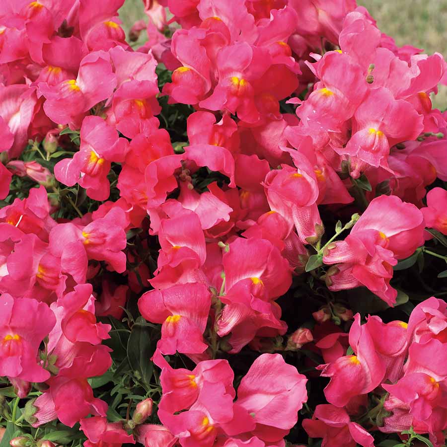 ANTIRRHINUM CANDY SHOWERS | SAKATA ORNAMENTALS ASIA