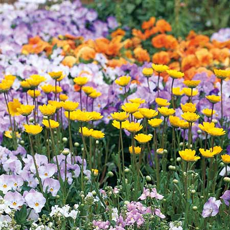 (Image)
Upright Yellow