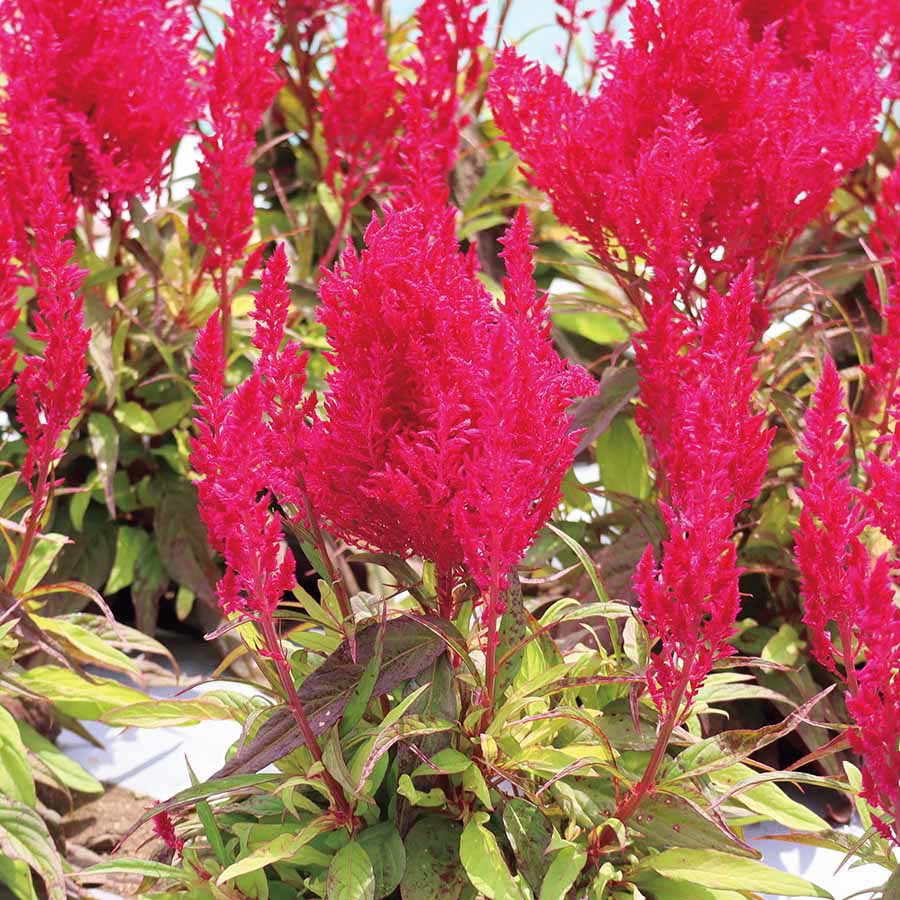 CELOSIA FLAMMA | SAKATA ORNAMENTALS ASIA