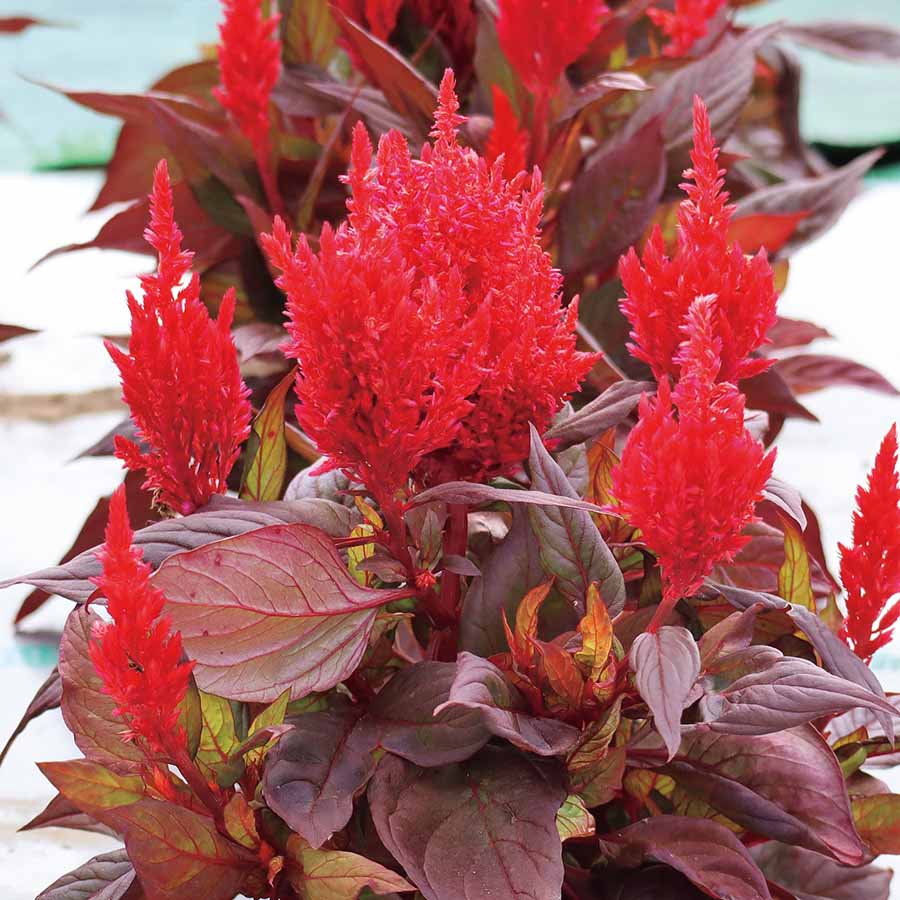 Red with Bronze Foliage