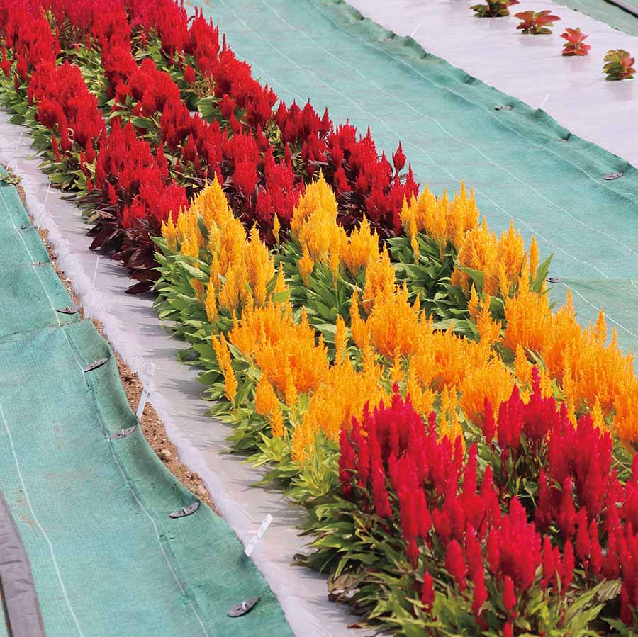 CELOSIA FLAMMA | SAKATA ORNAMENTALS ASIA