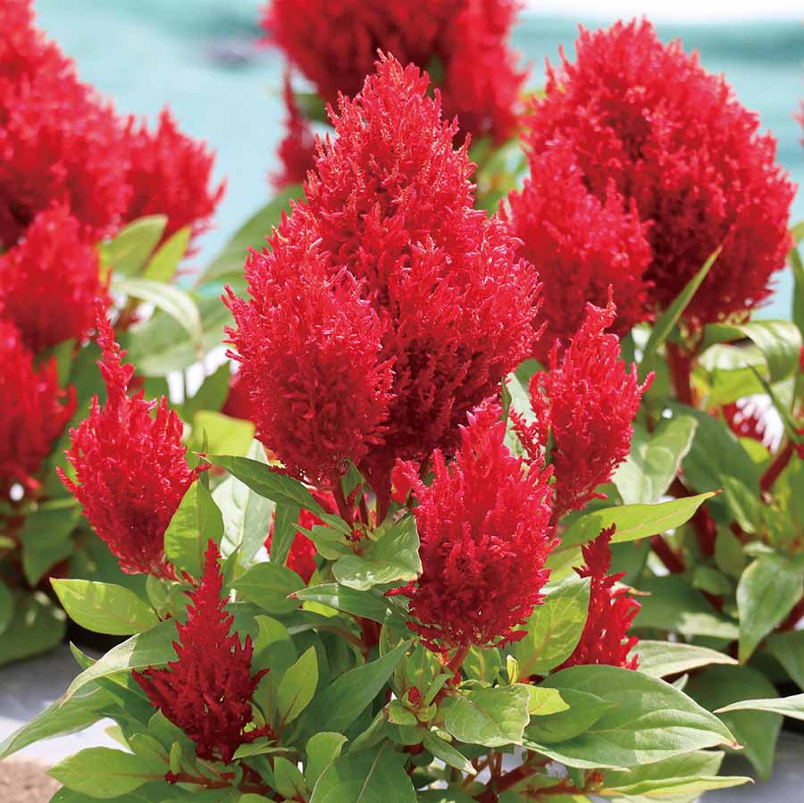 CELOSIA FLAMMA | SAKATA ORNAMENTALS ASIA