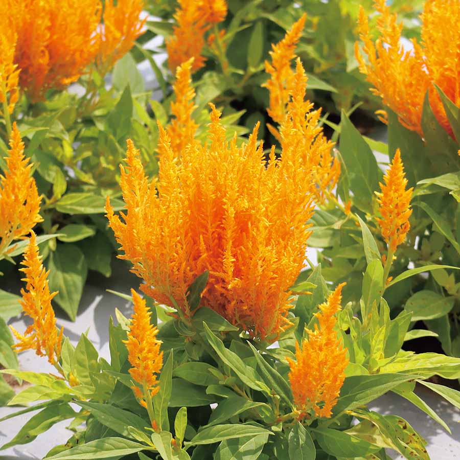 CELOSIA FLAMMA | SAKATA ORNAMENTALS ASIA