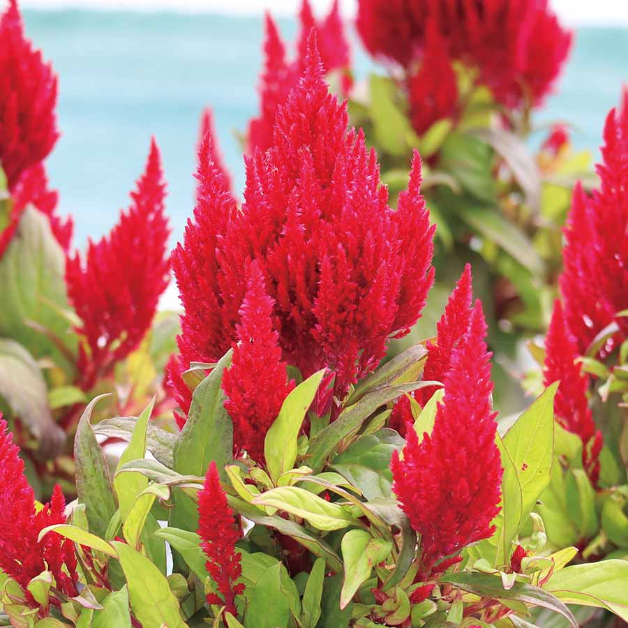 CELOSIA FLAMMA | SAKATA ORNAMENTALS ASIA