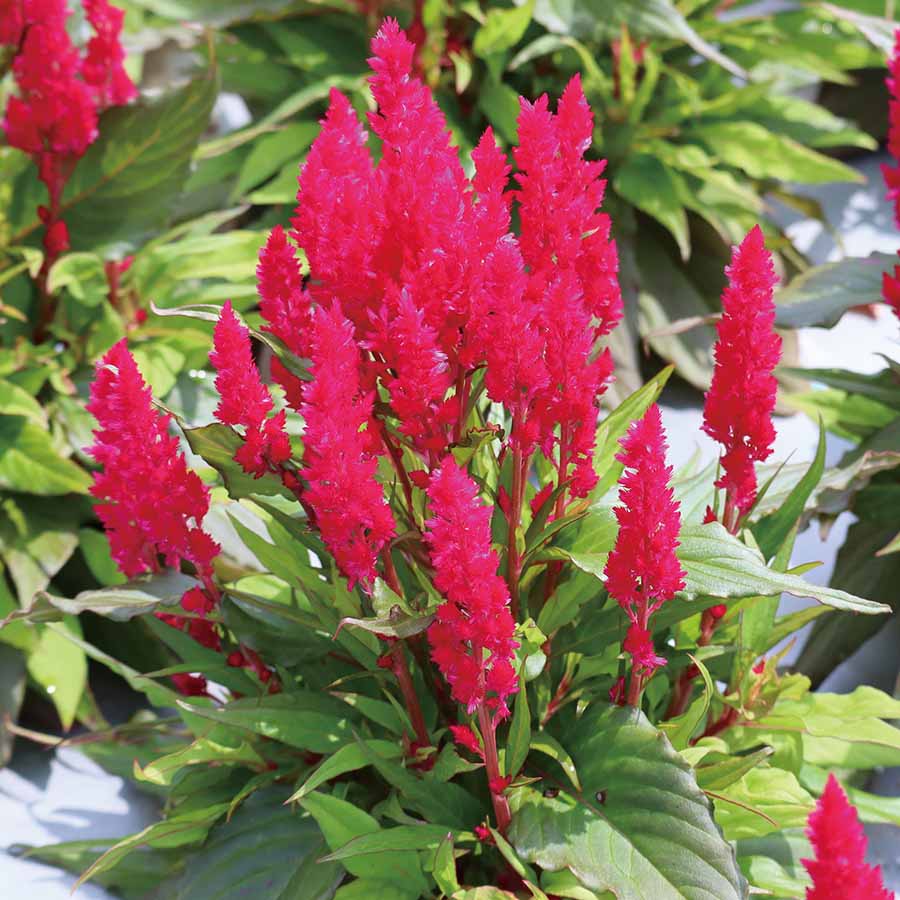 CELOSIA FLAMMA GROW | SAKATA ORNAMENTALS ASIA