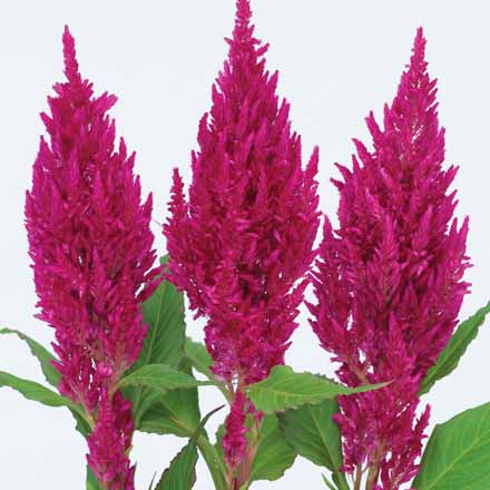 CELOSIA CENTURY | SAKATA ORNAMENTALS ASIA