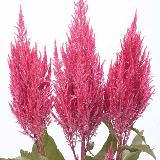 CELOSIA CENTURY | SAKATA ORNAMENTALS ASIA