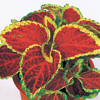 COLEUS FAIRWAY | SAKATA ORNAMENTALS ASIA