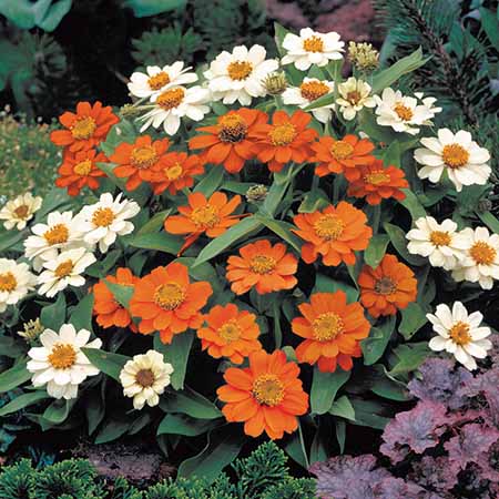 ZINNIA PROFUSION | SAKATA ORNAMENTALS ASIA