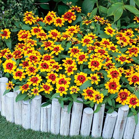 (Image)
Red Yellow Bicolor