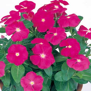 VINCA VICTORY | SAKATA ORNAMENTALS ASIA