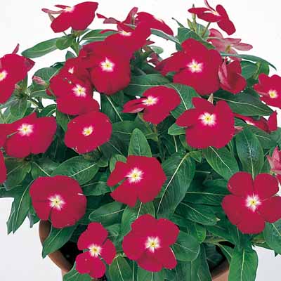 VINCA VICTORY | SAKATA ORNAMENTALS ASIA