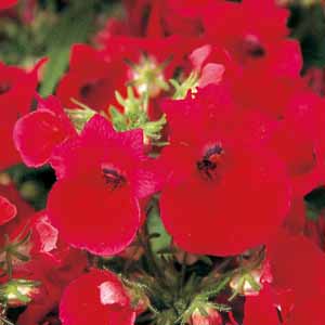 Rosy Red
