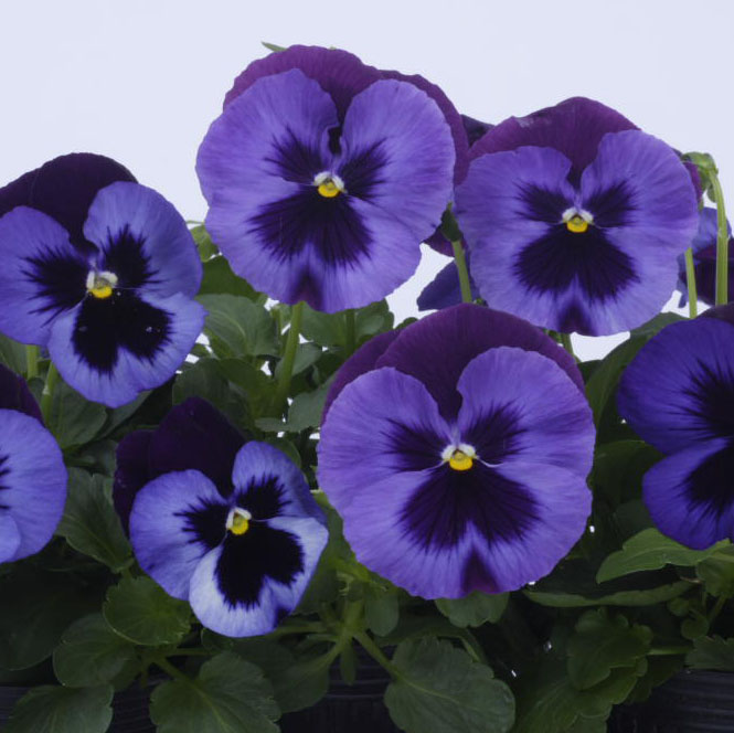 PANSY DYNAMITE  SAKATA ORNAMENTALS ASIA