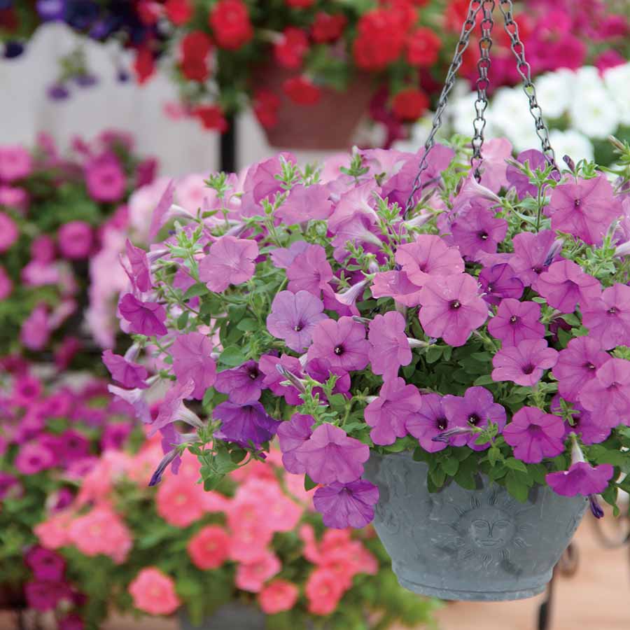 PETUNIA EXPLORER | SAKATA ORNAMENTALS ASIA