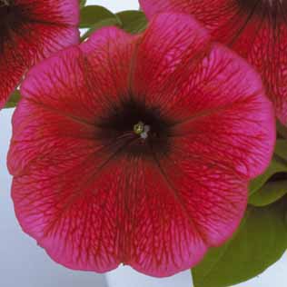 PETUNIA MERLIN | SAKATA ORNAMENTALS ASIA