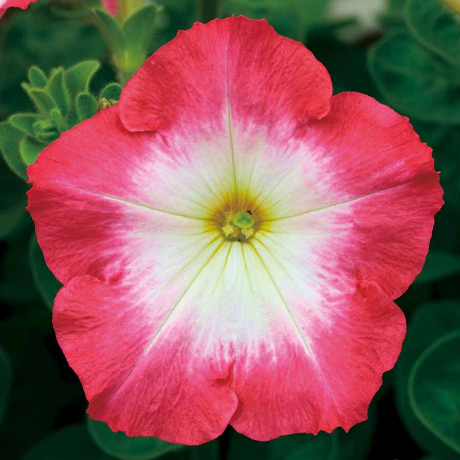 PETUNIA MERLIN | SAKATA ORNAMENTALS ASIA