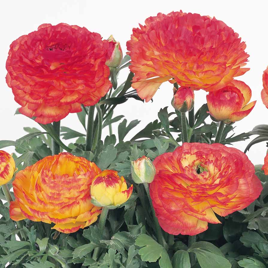 Orange Bicolor Imp.
