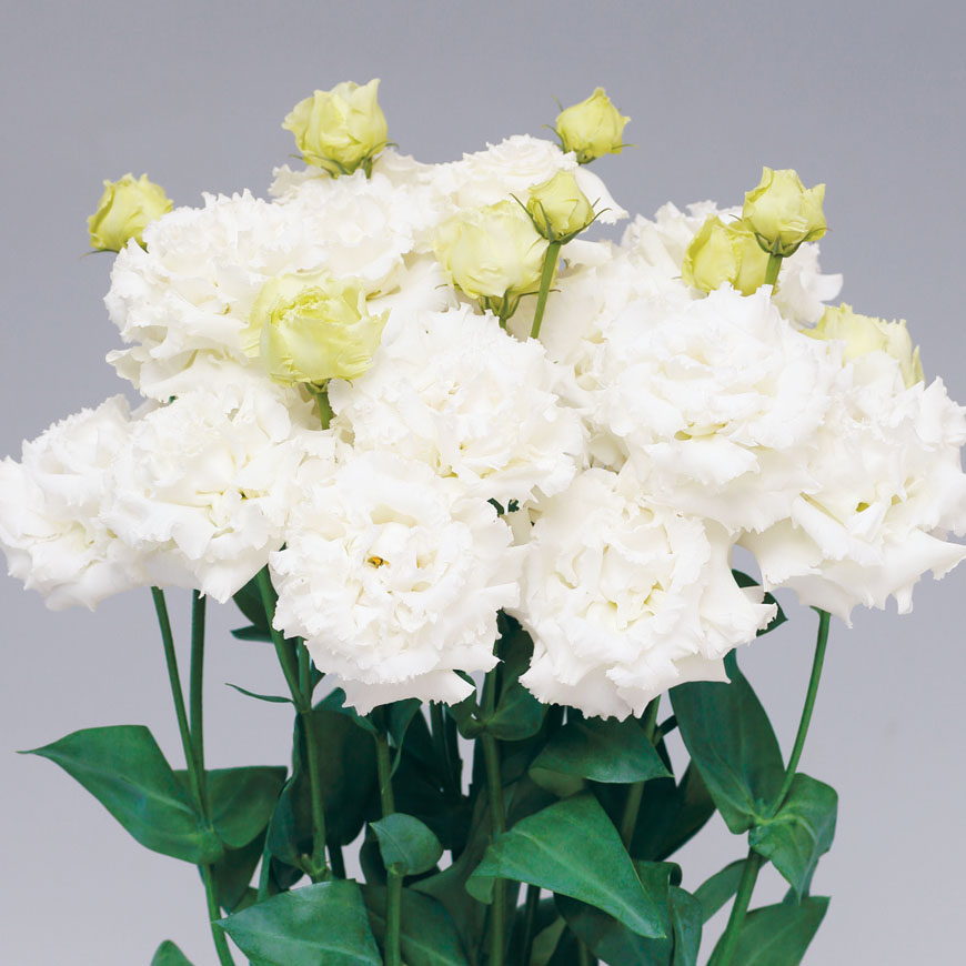 LISIANTHUS BON VOYAGE 2 | SAKATA ORNAMENTALS ASIA