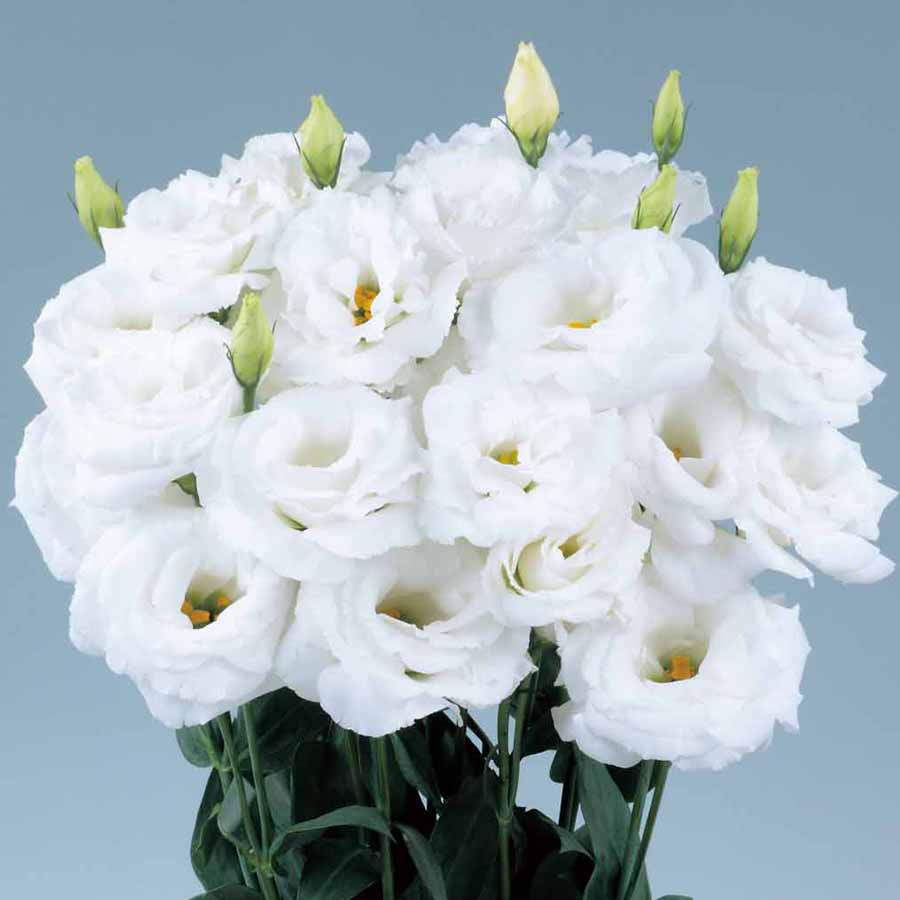 LISIANTHUS ROBELLA 2 | SAKATA ORNAMENTALS ASIA