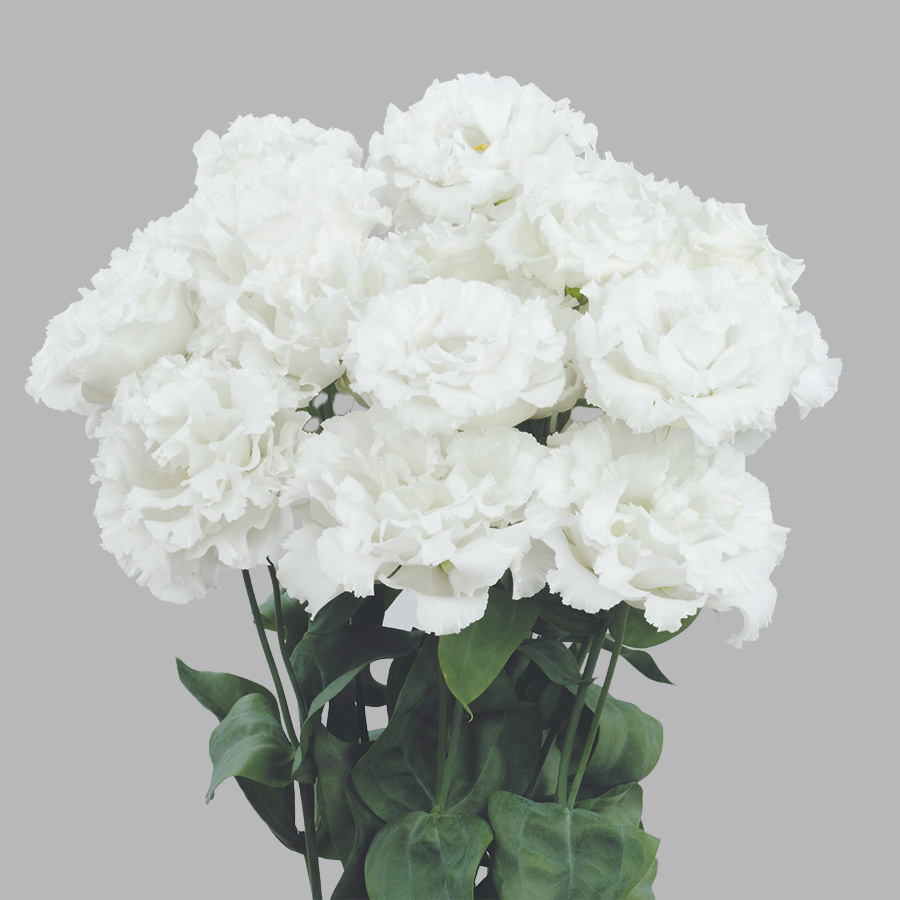 White Ver.4