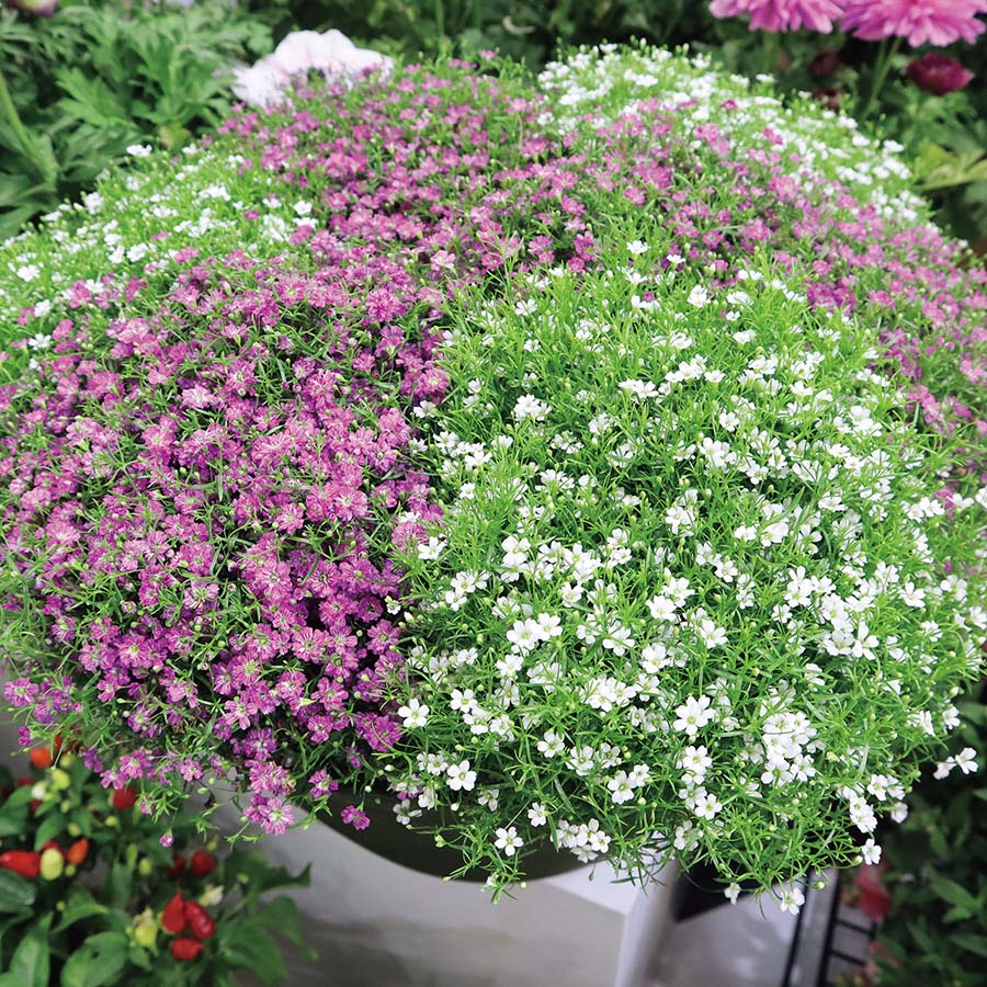 GYPSOPHILA GYPSY | SAKATA ORNAMENTALS ASIA