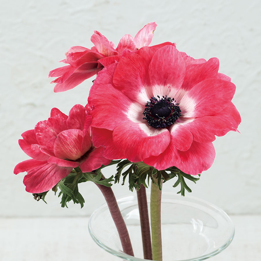 84　アネモネ Fall in Love® 'Sweetly' - Japanese Anemone - Anemone hybrid