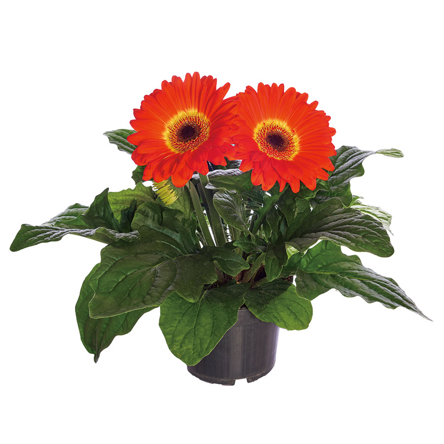 Orange & Yellow Bicolor Dark Eye