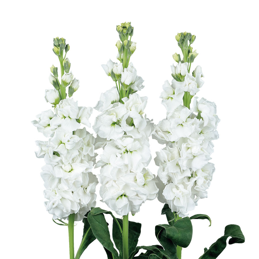 White Imp.