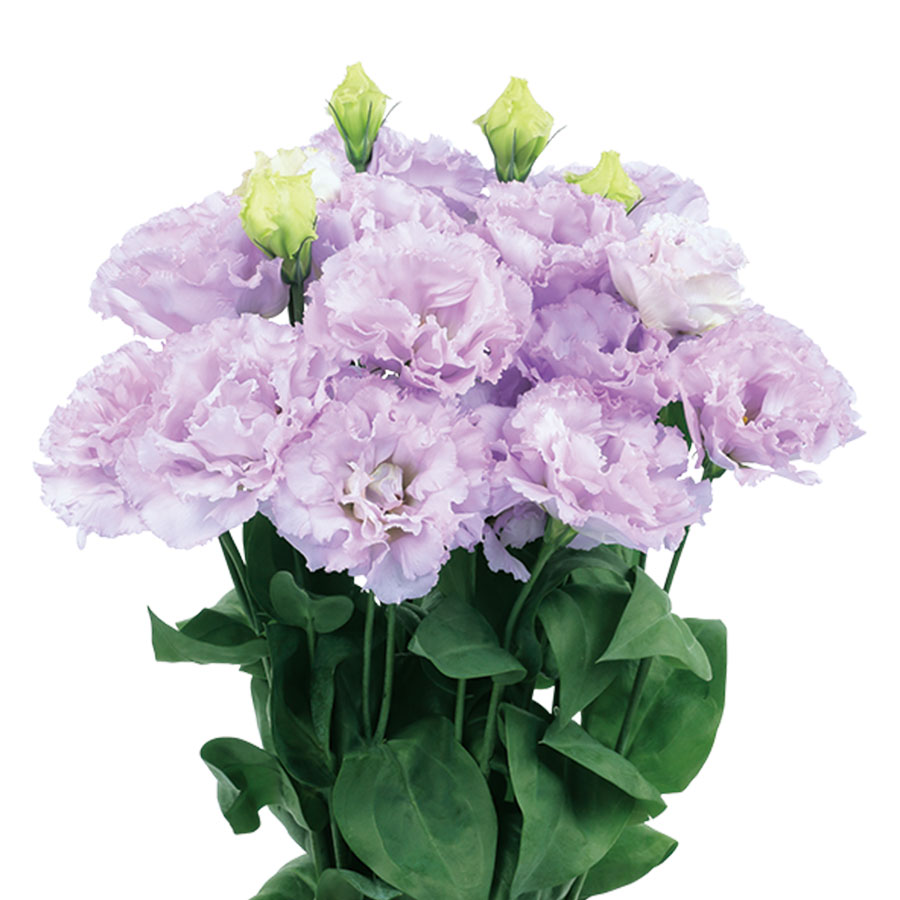 Lavender Ver.2