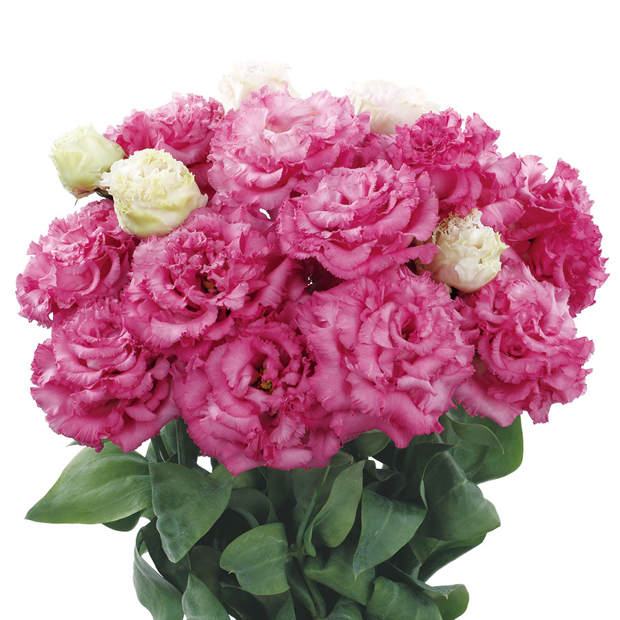 Deep Pink