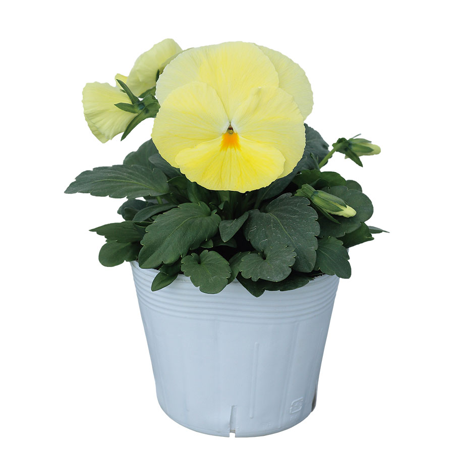 Primrose Shades