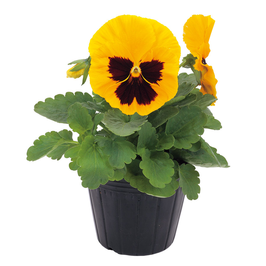 Yellow w/Blotch Imp.